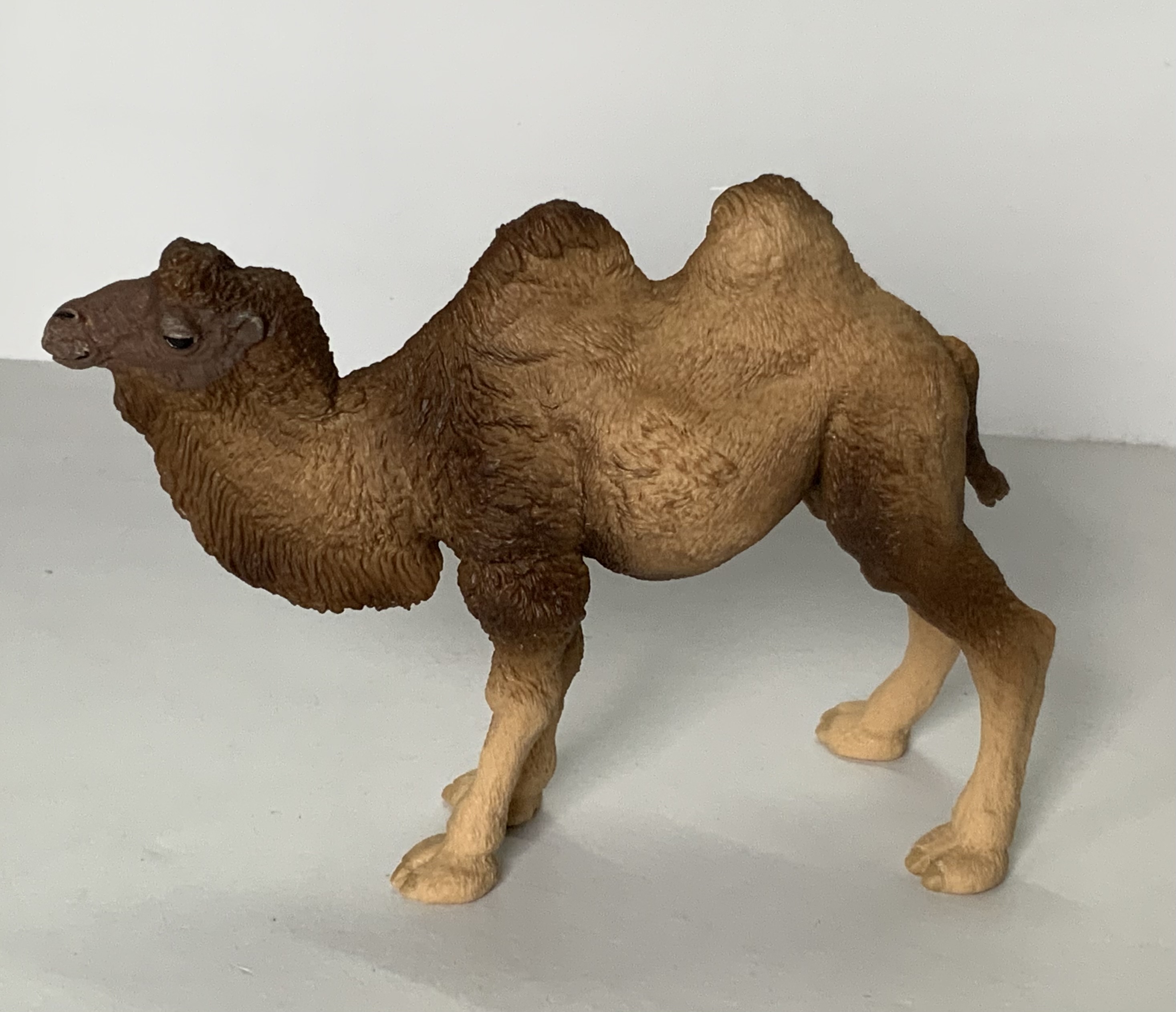 Kamel