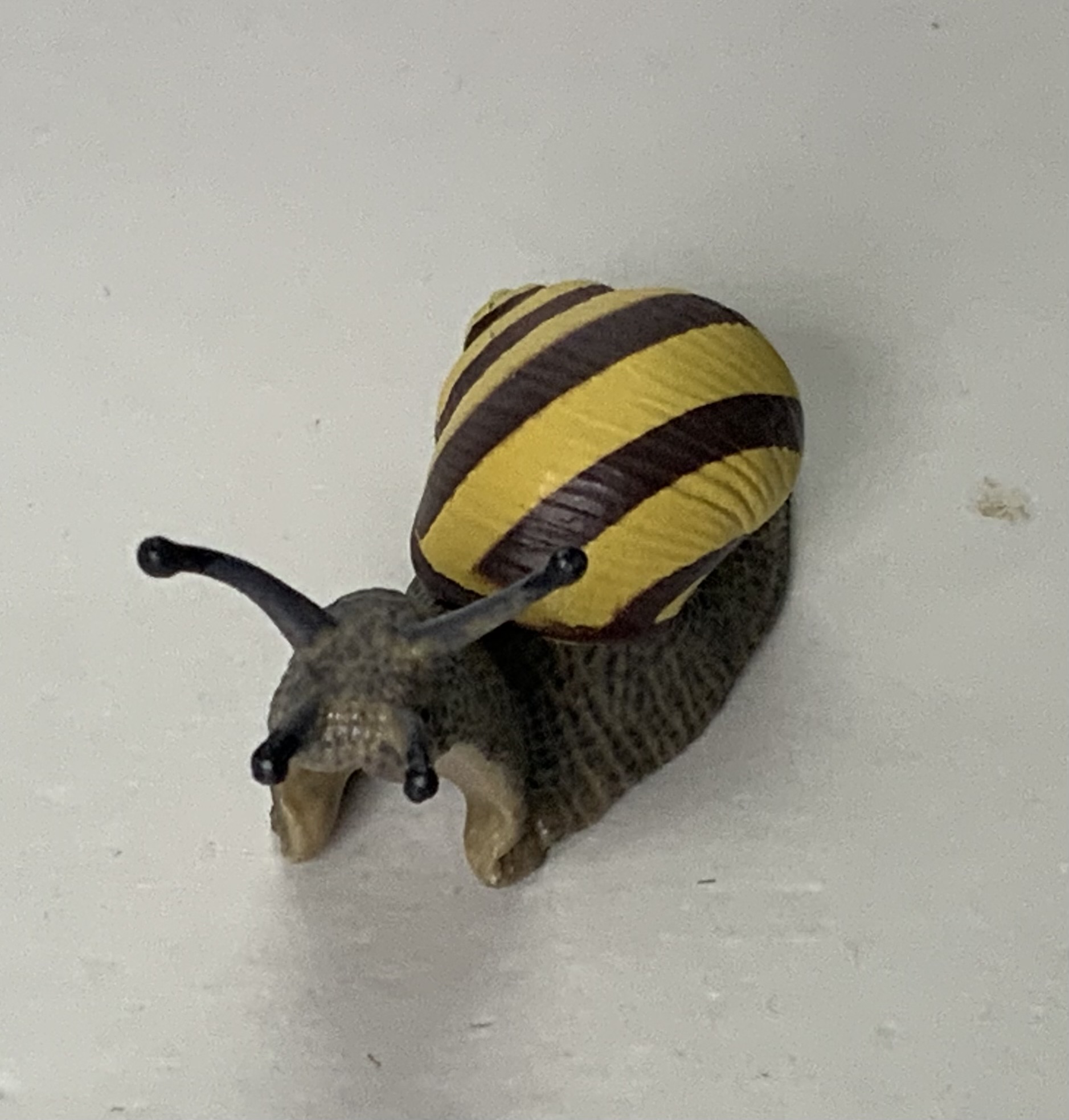 Waldschnecke