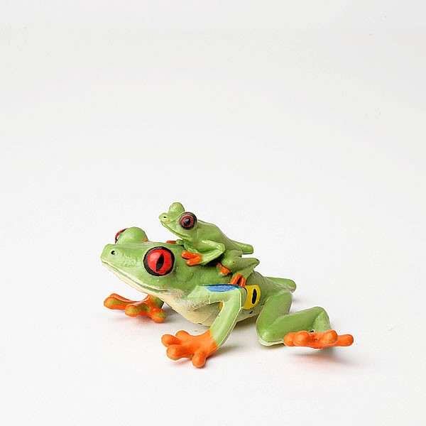 Rotaugenlaubfrosch mit Kind