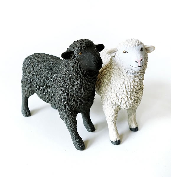 Schafe schwarz und weiß